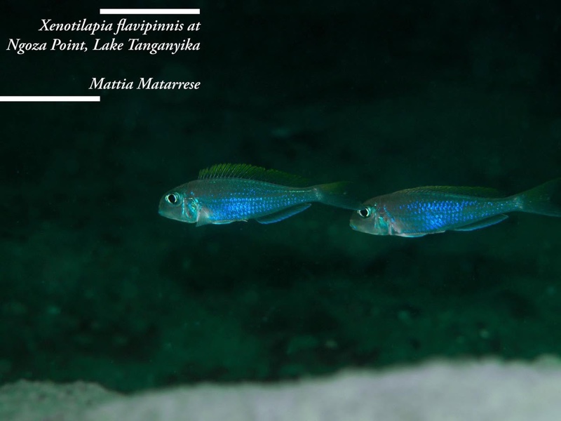 Xenotilapia flavipinnis 'Ngosa Point'